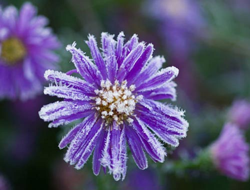 frost-asters